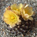 Copiapoa tenuissima ©JL Dscf0457.jpg